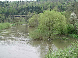 bei starken Regefälle tritt die Donau trotz Versickerungen über die Ufer